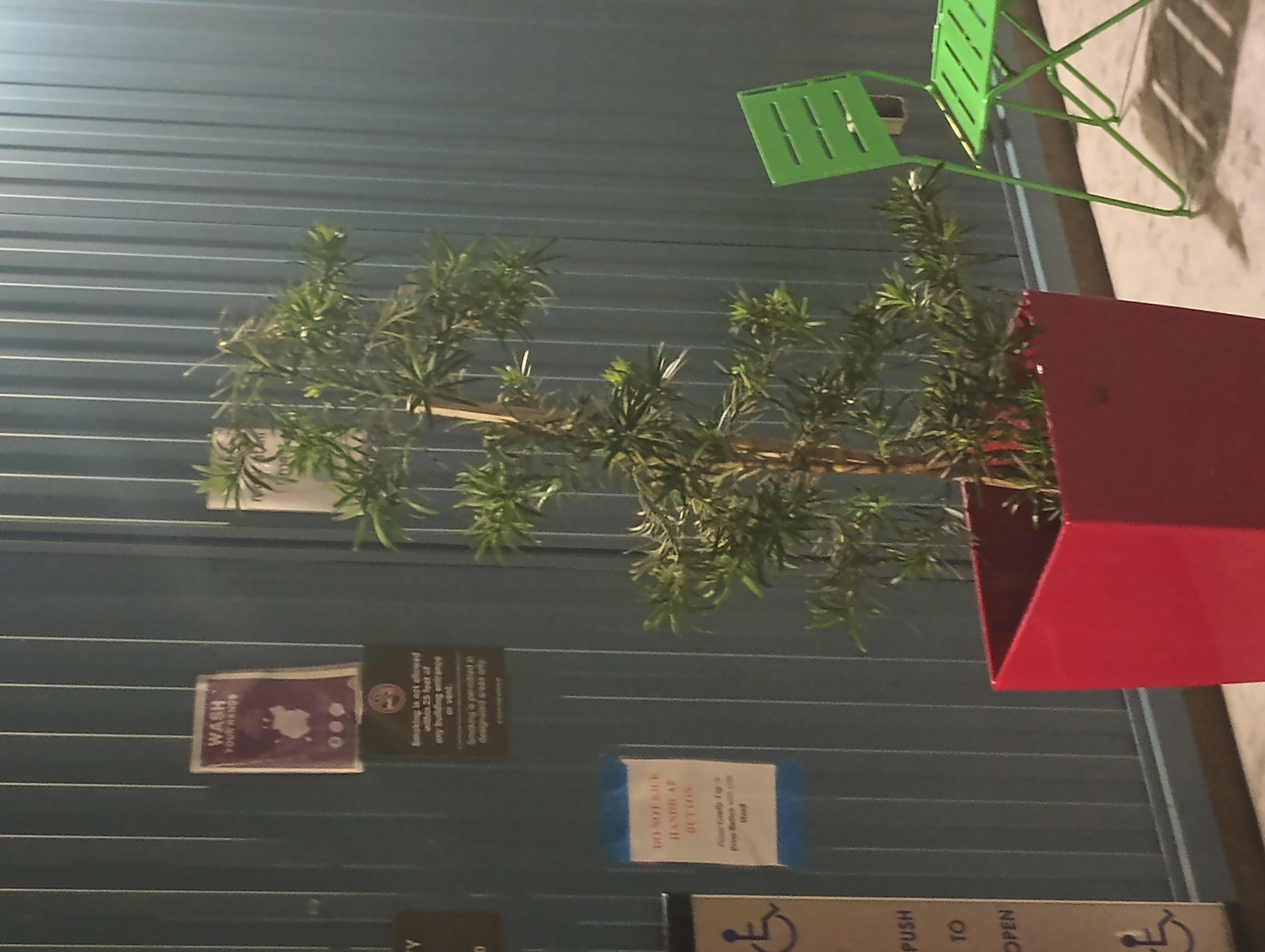 Neck tattoo, plant form #1